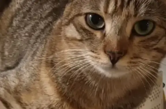 Gata Atigrada Perdida en Parla, Ojos Verdes