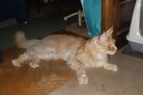 Chat roux Maine Coon perdu à Schiltigheim - photo