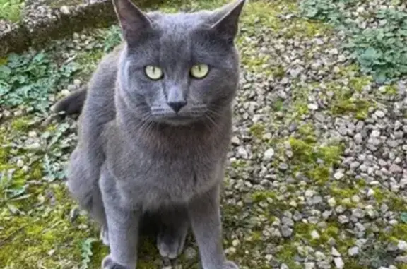 Animaux perdus Brest, photo: Chat gris perdu, yeux verts, Brest