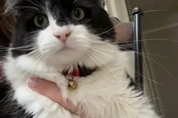 Lost: Fluffy Black & White Cat, Trenton