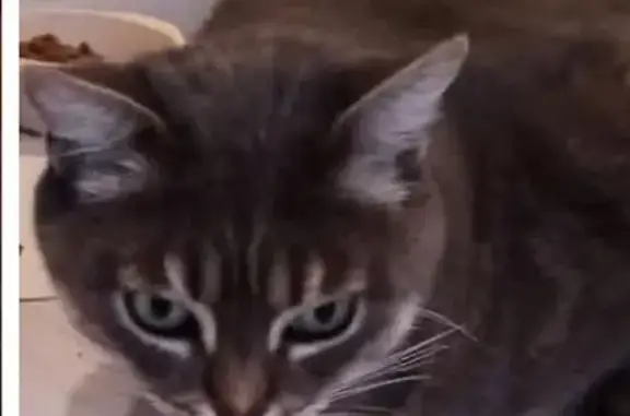 Chatte grise 7 ans perdue à Albert - photo