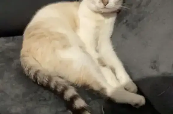 Chat perdu, , photo: Chatte perdue à Saint-Aignan
