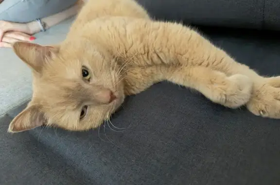 Animaux trouvés Strasbourg, photo: Chat roux trouvé, sociable, handicapé pattes
