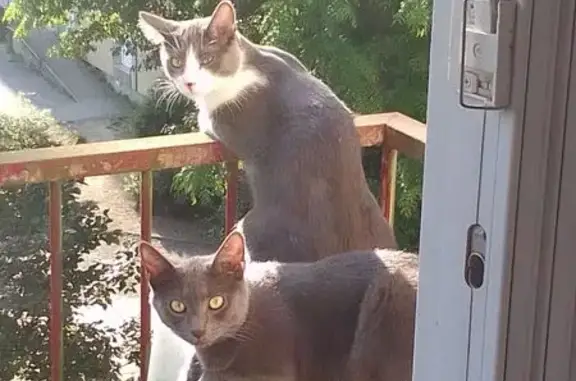 Chat perdu, Rennes, photo: Chat gris perdu, tombé du 3e étage