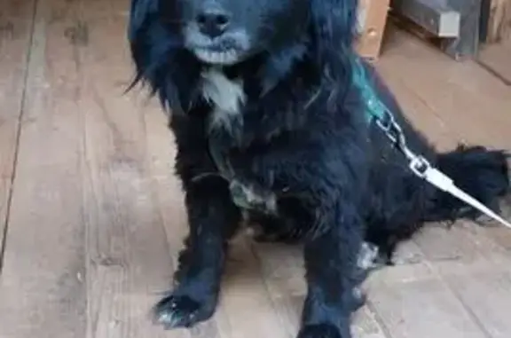 Chien trouvé Saint-Sever, photo: Chienne trouvée avec harnais vert à Saint-Sever