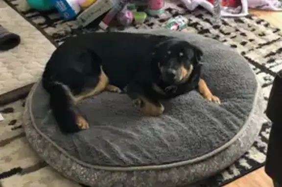 Lost Dog: Black & Brown in Oro-Medonte