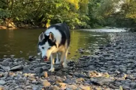 Chien trouvé Molsheim, photo: Husky trouvé avec collier à Mollkirch