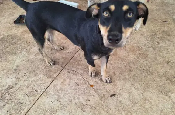 Perrita Salchicha Negra Encont...