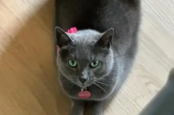 Help Find Our Beloved Twin Cat...