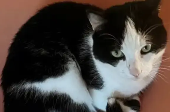 Chat perdu, Rennes, photo: Chat européen noir et blanc perdu à Rennes