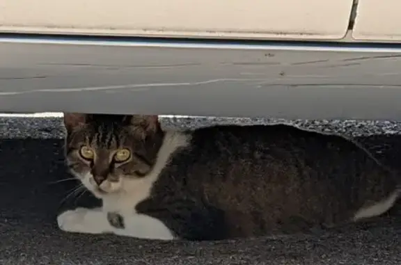 Found Cat: Brown & White, Lake...