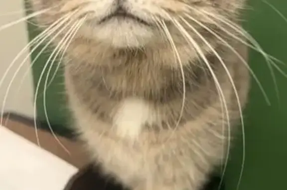 Lost Dark Grey Cat in Avondale, MO