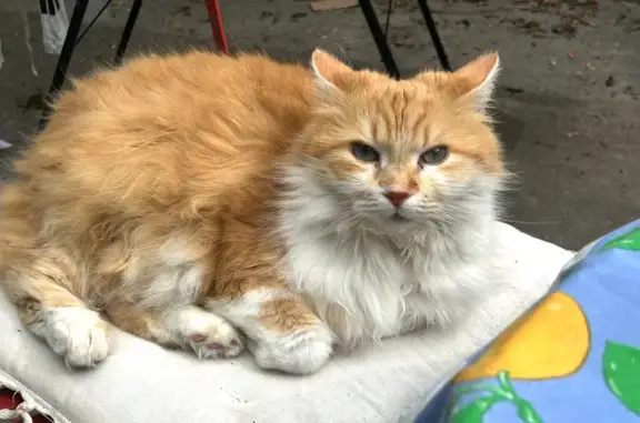 Chat roux perdu à Les Sables-d'Olonne - photo