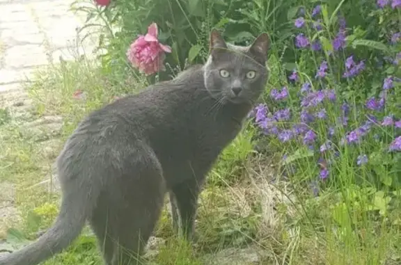 Chat perdu, Pithiviers, photo: Chat gris perdu à Pithiviers