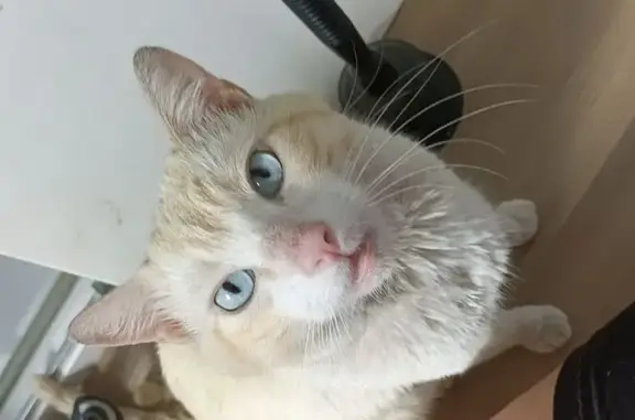 ¡Gato Naranja/Blanco con Ojos...