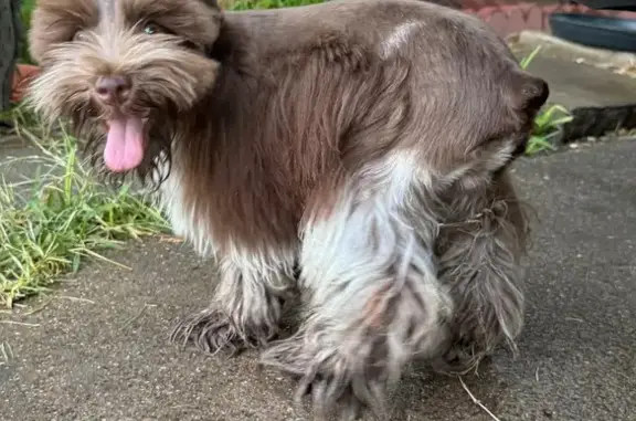 Lost Schnauzers: Brown & White, Dallas