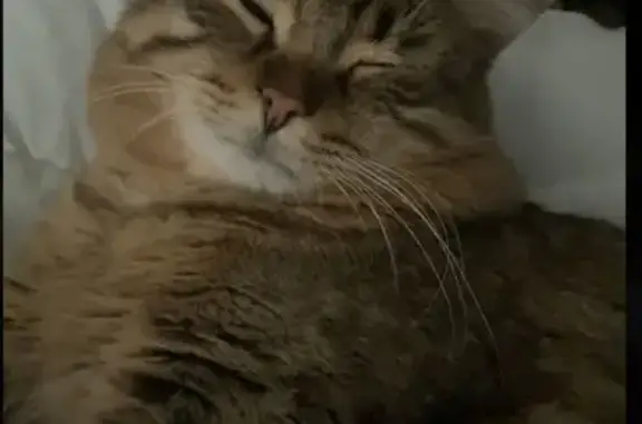 Lost Fluffy Cat Leo on Barrington Ave