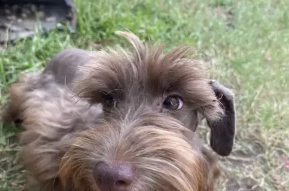 Lost: Brown Mini Schnauzer in Dallas