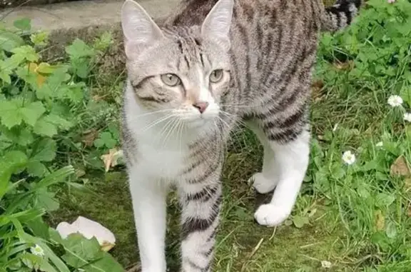 Animaux perdus Jurançon, photo: Chat perdu à Jurançon, gris et blanc