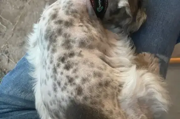 Lost Dog: Salt & Pepper Mix in TX