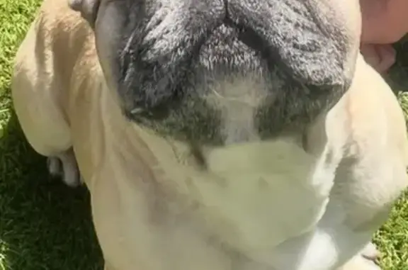 Lost French Bulldog: Simba Missing!