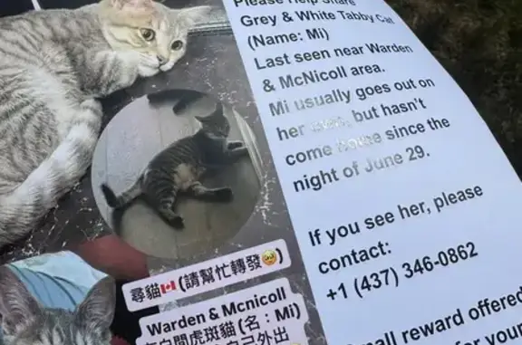 Lost Grey & White Tabby on Glen Springs