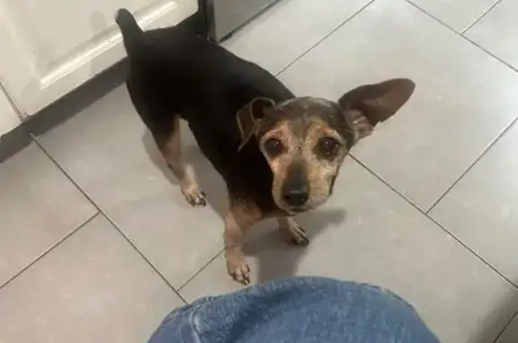 Found: Black & Brown Chihuahua...