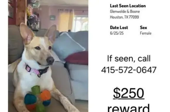 Lost Tan & White Dog, 3 Yrs, Houston TX