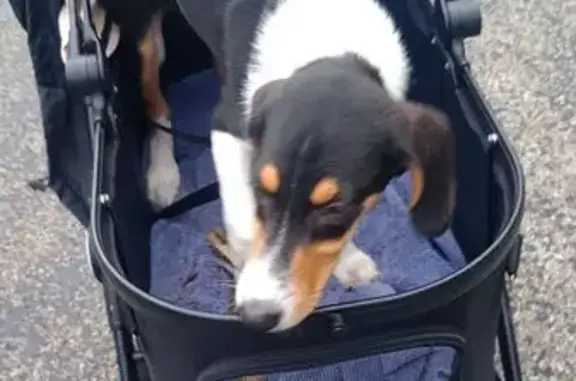 Lost Dog: Sweet Pup on Old Route 56