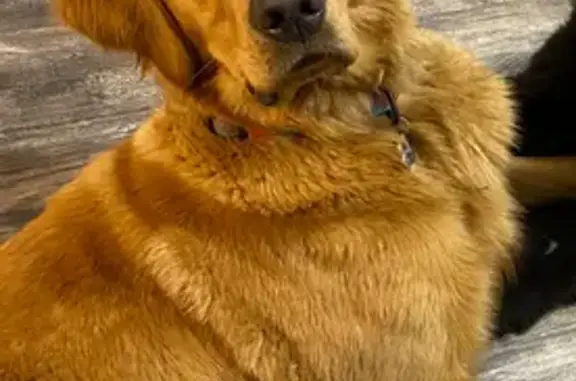 Lost Dog Alert: Gold-Coated Bourbon