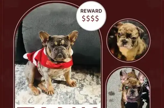 Lost Dogs: Tank & Cookie in Sa...