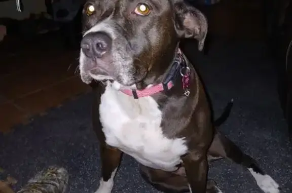 Lost Black Pitbull Mix on Easy...