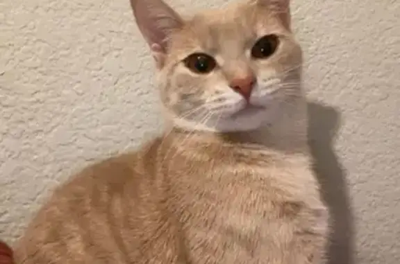 Lost Cat: Beige Fur, Big Brown Eyes