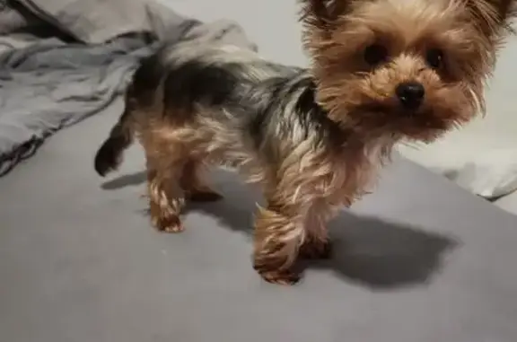 Lost Tiny Dog: Responds to Whistle, Houston