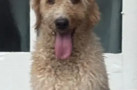 Found Dog on Concourse Ave, Me...