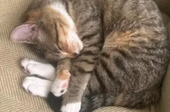 Help Find Nala: Missing Tabby...