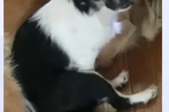 Help Find Gracie: Lost Chihuah...