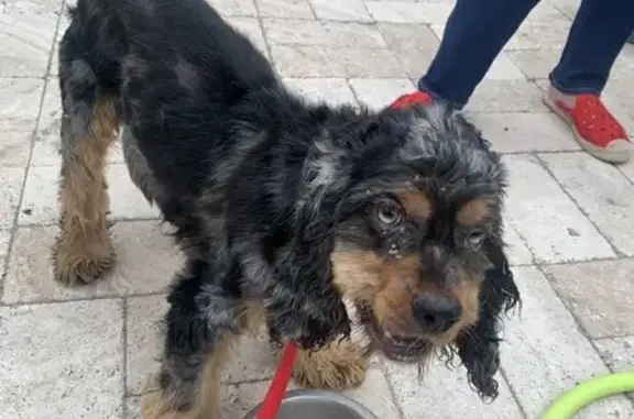 Found Dog: Sweet, Blue-Eyed in...