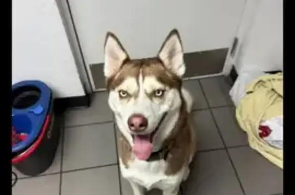 Lost and found pets North Las Vegas, photo: Lost Husky: Brown/White, Blue Eyes, NLV