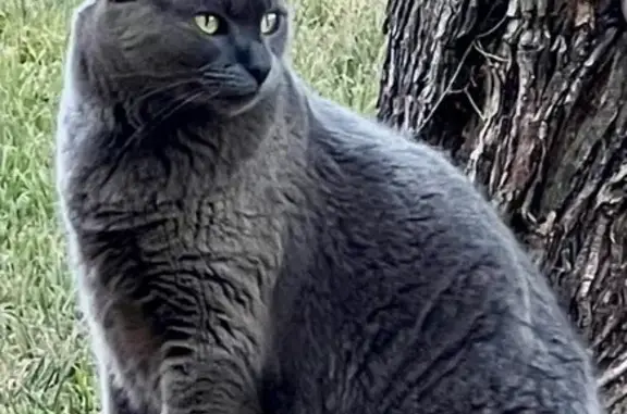 Lost Gray Cat Maya: Help Find Her!