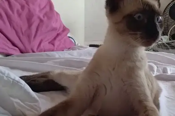 ¡Gatito Siamés Perdido en Algeciras!