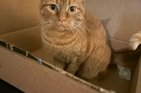 Lost Female Orange Cat on Whispering Creek