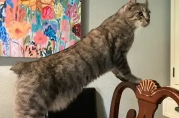 Lost and found pets Pittsburg, photo: Lost Highlander Cat: Carmel Court, 2233