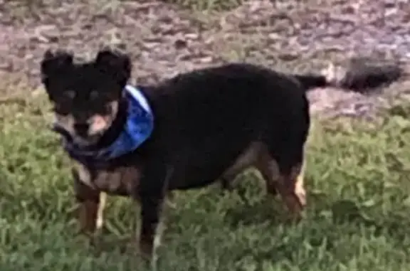 Lost Chihuahua: Needs Meds, Old Cress Rd
