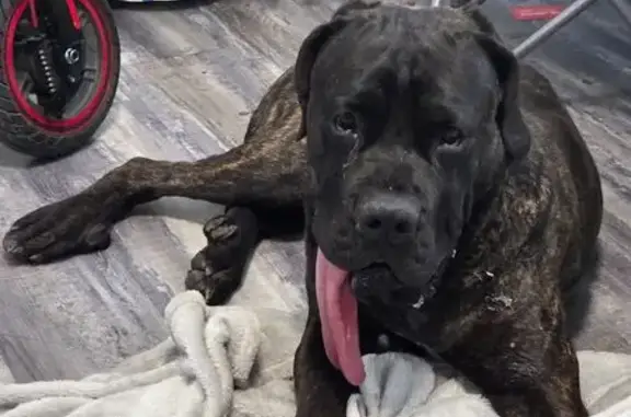 Found: Brindle Male Cane Corso...