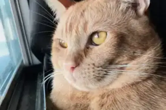 Lost Orange Tabby Milo in Anaheim