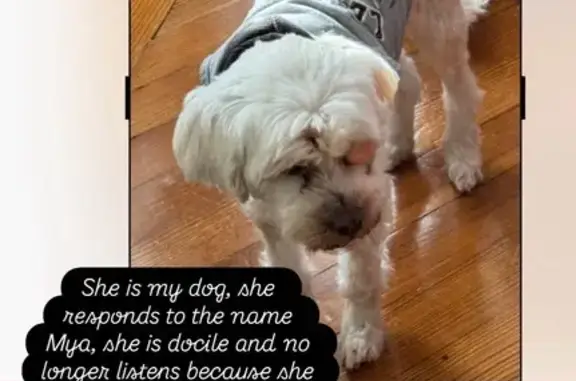 Lost Dog: Help Find Mya in Providence