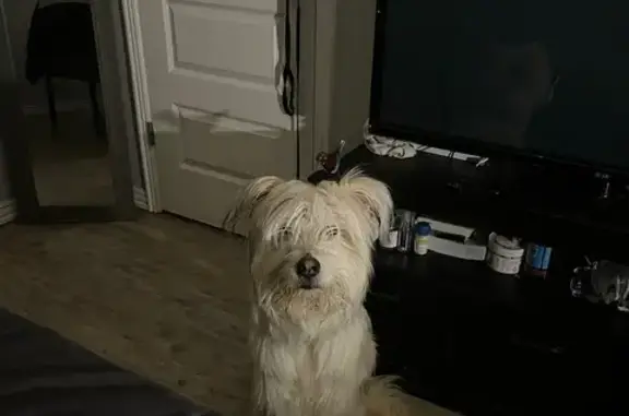 Lost Colorful Long-Haired Dog in Fort Smith