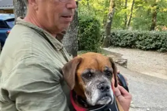 Chien perdu Cavaillon, photo : Chienne boxer 12 ans perdue à Cavaillon