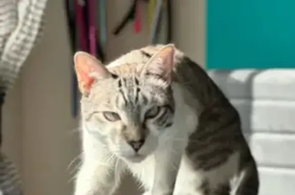 Gato Perdido: Gris/Blanco, Ojos Azules, Cariñoso